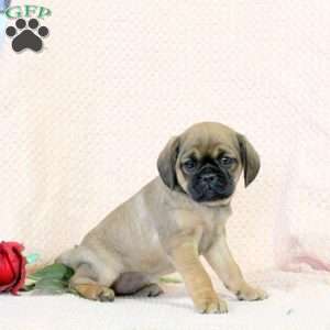 Carnation, Pug Mix Puppy
