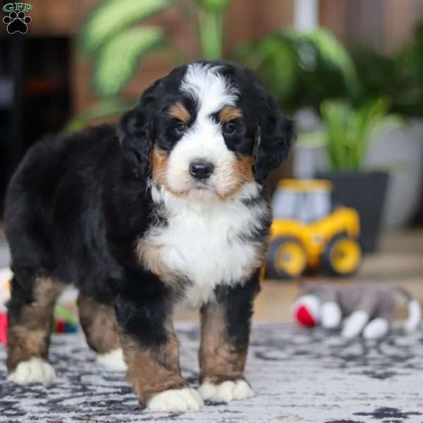 Carter, Bernedoodle Puppy