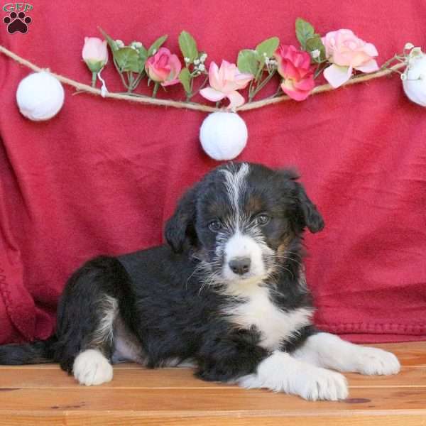 Carter, Mini Aussiedoodle Puppy