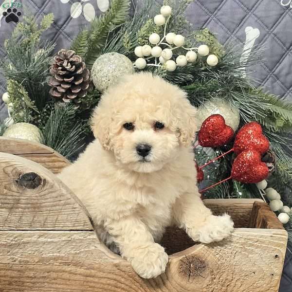 Carter, Bich-Poo Puppy