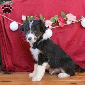 Carter, Mini Aussiedoodle Puppy