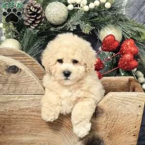 Carter, Bich-Poo Puppy