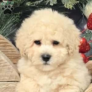 Carter, Bich-Poo Puppy