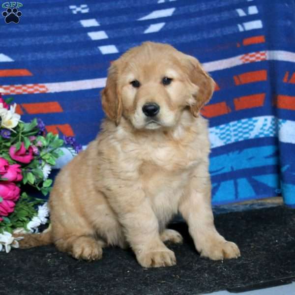 Carter, Golden Retriever Puppy
