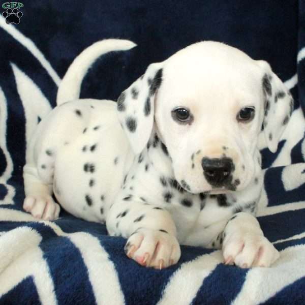 Carver, Dalmatian Puppy