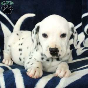 Carver, Dalmatian Puppy