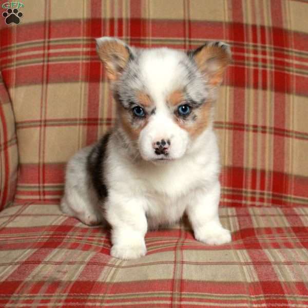 Casey, Pembroke Welsh Corgi Puppy