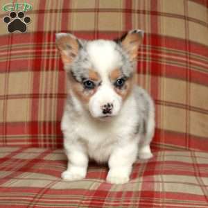 Casey, Pembroke Welsh Corgi Puppy