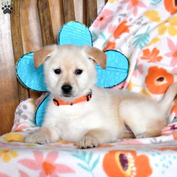 Cashmere, Golden Retriever Mix Puppy