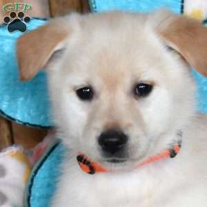 Cashmere, Golden Retriever Mix Puppy