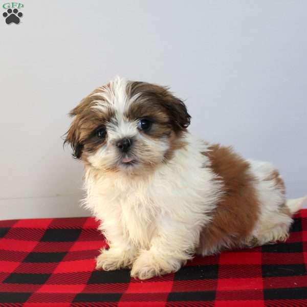 Caspian, Shih Tzu Puppy