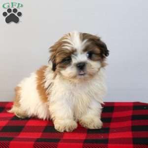 Caspian, Shih Tzu Puppy