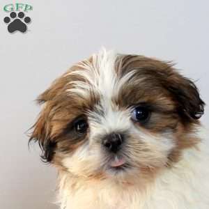 Caspian, Shih Tzu Puppy
