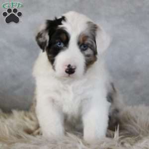 Caspian, Australian Shepherd Puppy