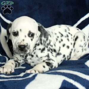 Cassie, Dalmatian Puppy