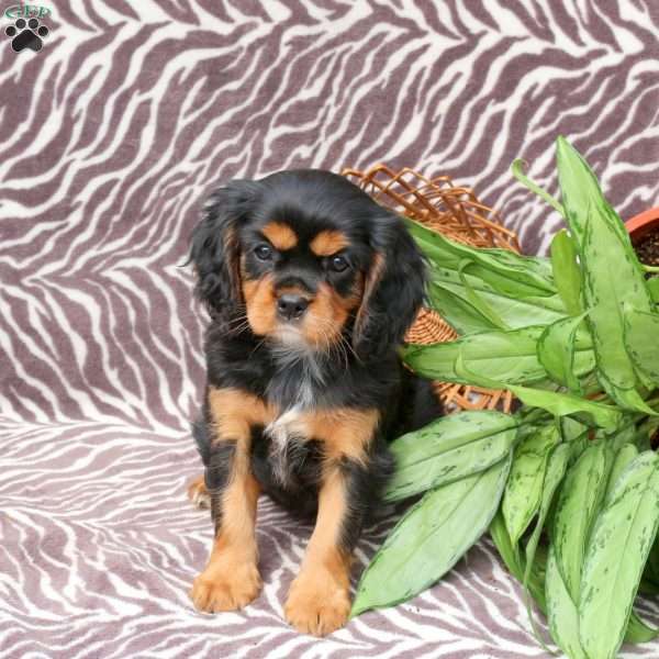 Cassie, Cavalier King Charles Spaniel Puppy