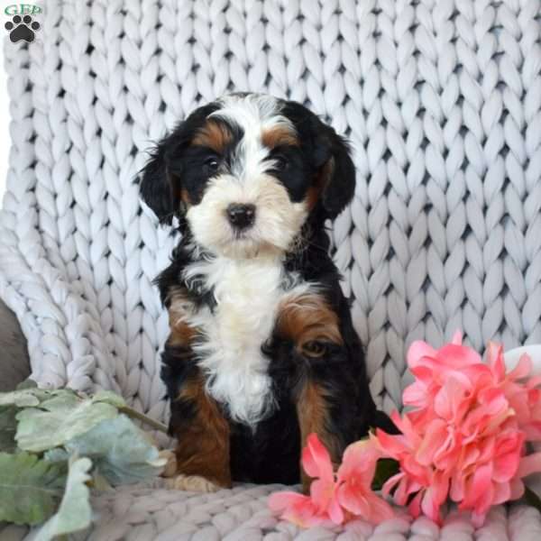 Cassie, Mini Bernedoodle Puppy