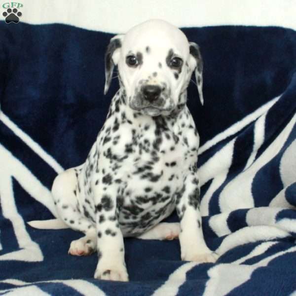 Cassie, Dalmatian Puppy