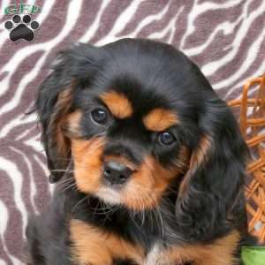 Cassie, Cavalier King Charles Spaniel Puppy