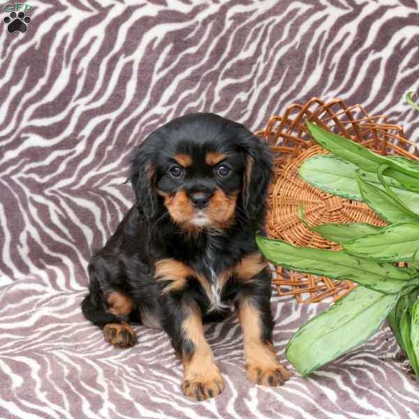 Cayla, Cavalier King Charles Spaniel Puppy