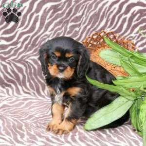 Cayla, Cavalier King Charles Spaniel Puppy