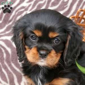 Cayla, Cavalier King Charles Spaniel Puppy