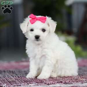 Cayli, Bichon Frise Puppy