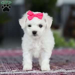 Cayli, Bichon Frise Puppy