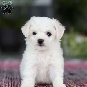 Cayli, Bichon Frise Puppy