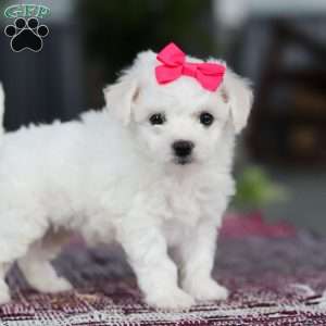 Cayli, Bichon Frise Puppy