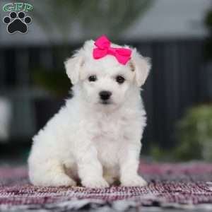 Cayli, Bichon Frise Puppy