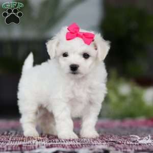 Cayli, Bichon Frise Puppy