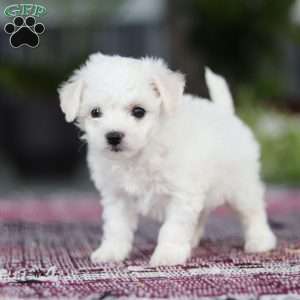 Cayli, Bichon Frise Puppy