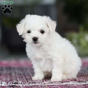 Cayli, Bichon Frise Puppy
