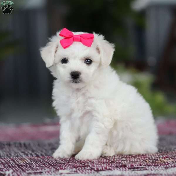 Cayli, Bichon Frise Puppy