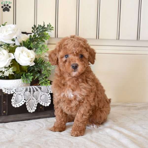 Cedar, Miniature Poodle Puppy