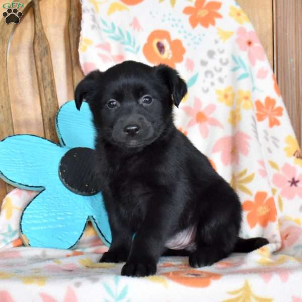 Chalet, Golden Retriever Mix Puppy