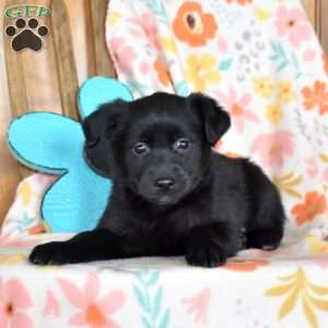 Chalet, Golden Retriever Mix Puppy