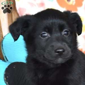 Chalet, Golden Retriever Mix Puppy