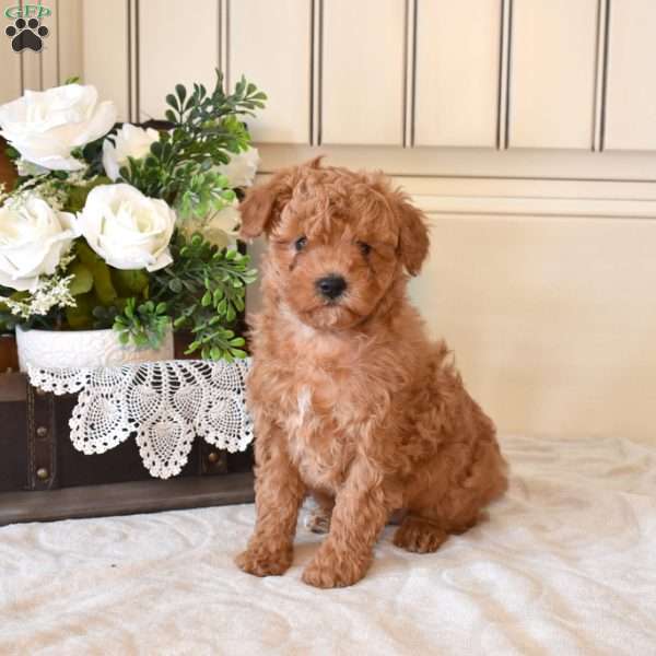 Chamomile, Miniature Poodle Puppy