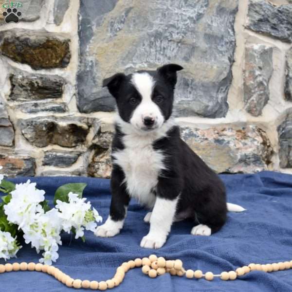 Champ, Border Collie Puppy