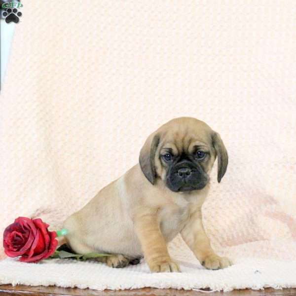 Champ, Pug Mix Puppy