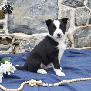 Champ, Border Collie Puppy