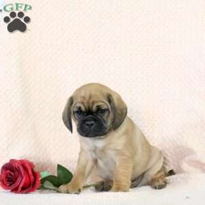 Champ, Pug Mix Puppy