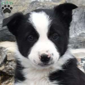 Champ, Border Collie Puppy