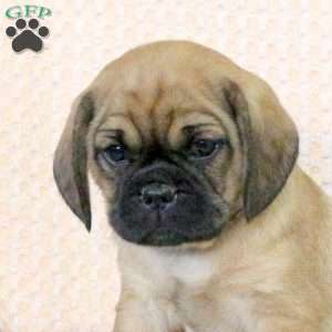 Champ, Pug Mix Puppy