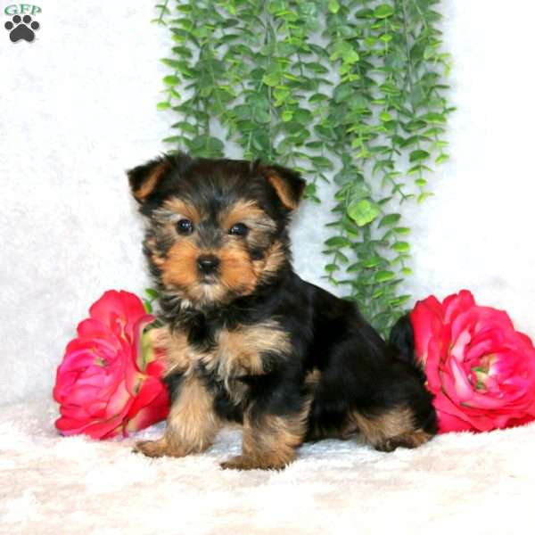 Chanel, Yorkie Puppy