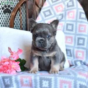 Charger, French Bulldog Puppy