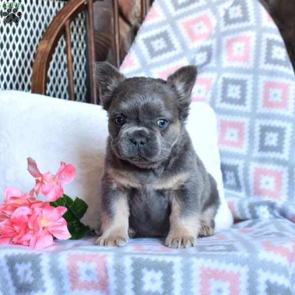 Charger, French Bulldog Puppy