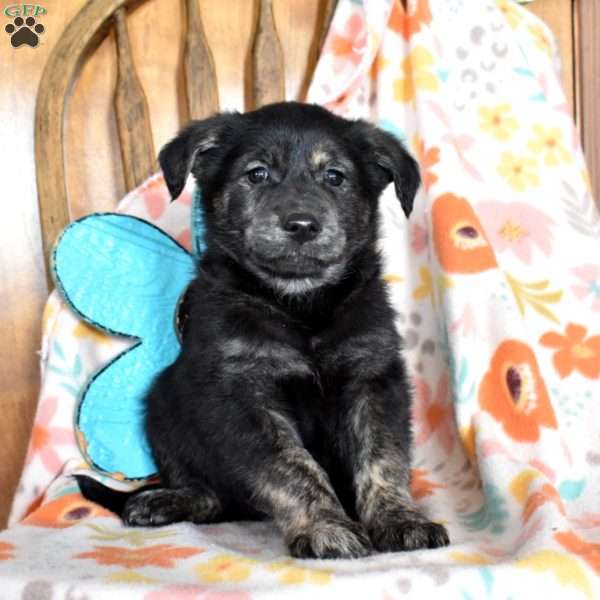 Charger, Golden Retriever Mix Puppy